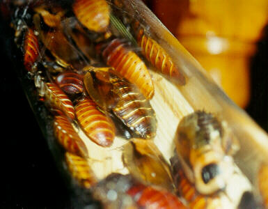 Cockroaches