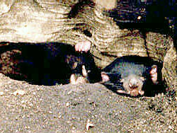 Tasmanian Devils