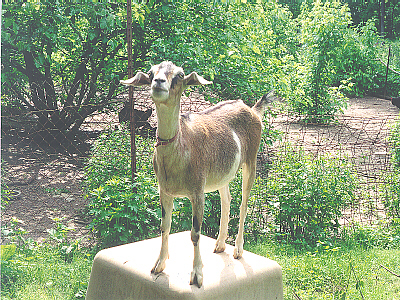 Goat