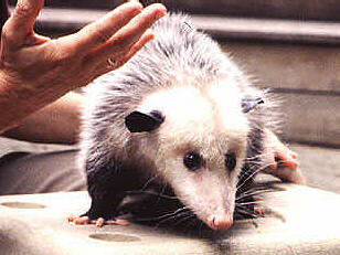 Marsupial