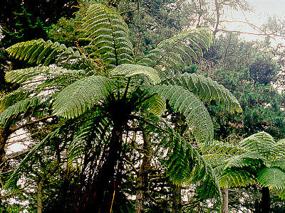 Tree Fern