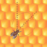 Bee Waggle Dance
