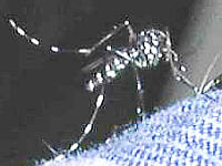 Asian Tiger Mosquito
