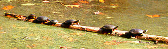 Poikilothermic Turtles