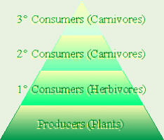 Pyramid
