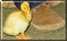 Click for Duckie Movie