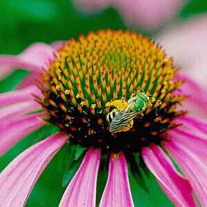 Bee pollinator on coneflower