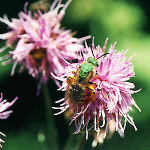 Canada Thistle and Bee