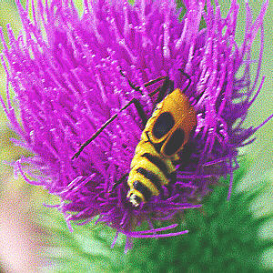 Beetle pollinator on thistle