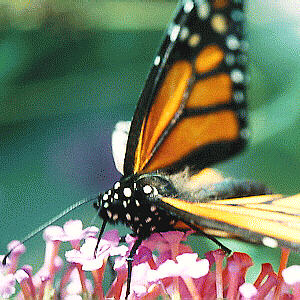 Butterfly pollinating Butterfly Bush