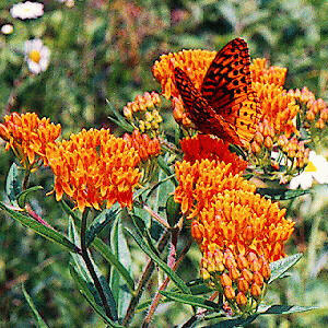 Butterfly pollinating milkweed