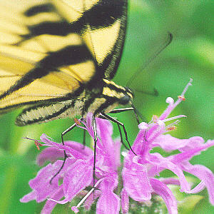 Butterfly pollinating Monarda