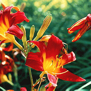 Daylily