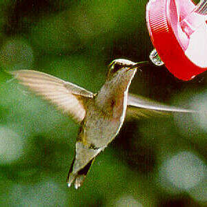 Hummingbird