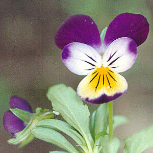 Bee-pollinated Johnny-Jump-Up