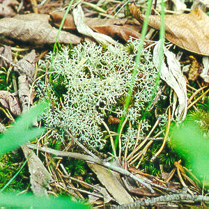 Reindeer Moss (a lichen)