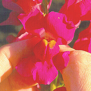 Snapdragon