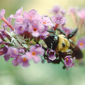 Spider and Bee on Buddleia