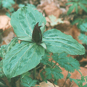 Sessile Trillium