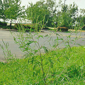 Wind-pollinated ragweed