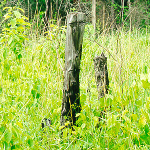 Growth after Burn in Lynx Prairie