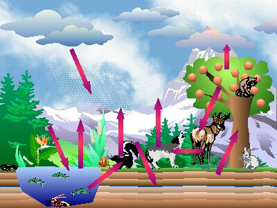 Water Cycle