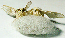 Silkmoths