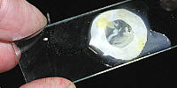 Placing Embryo on Slide