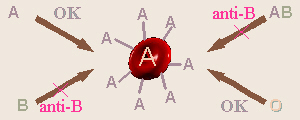 Antigen-Antibody Reactions