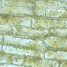 Elodea