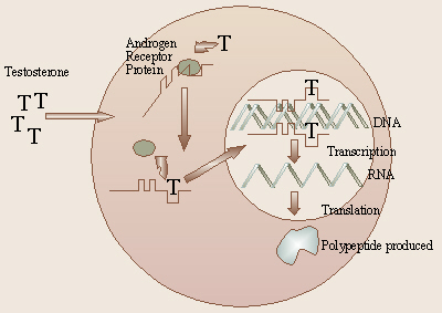 Testosterone Reception