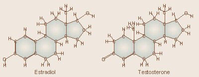 Estrogen and Testosterone