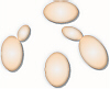 Yeast