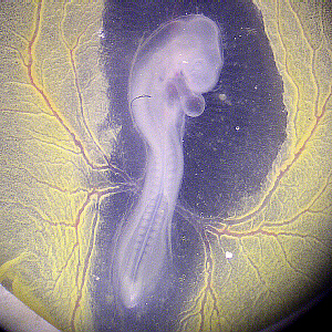 chick embryo