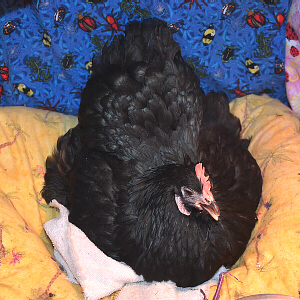 hen on nest