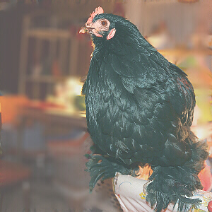 hen