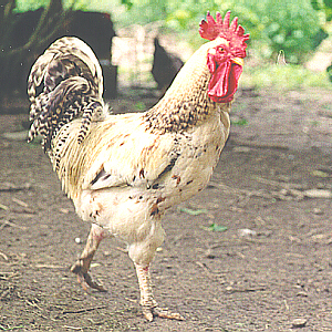 rooster