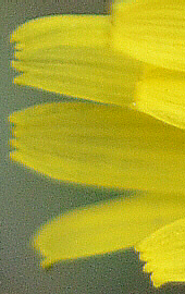 dandelion petals