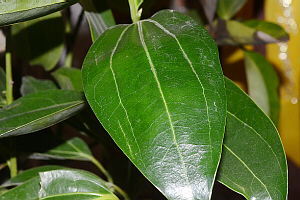 cinnamon leaf