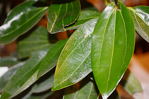 cinnamon tree