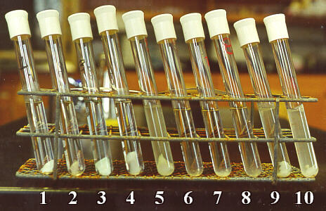 Photo of Pepsin Results