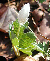 Sunbeam on Bloodroot