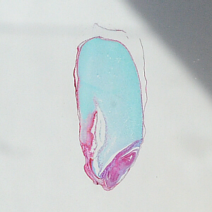 wheat seed x.s., naked eye