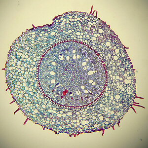 monocot root