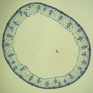 monocot stem