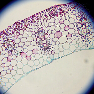 monocot stem close-up