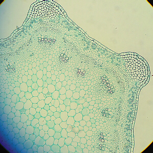 dicot stem close-up