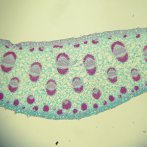monocot leaf x.s.