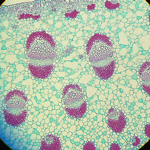 monocot leaf close-up