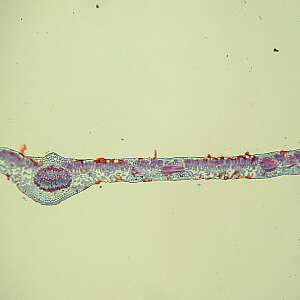 dicot leaf x.s.